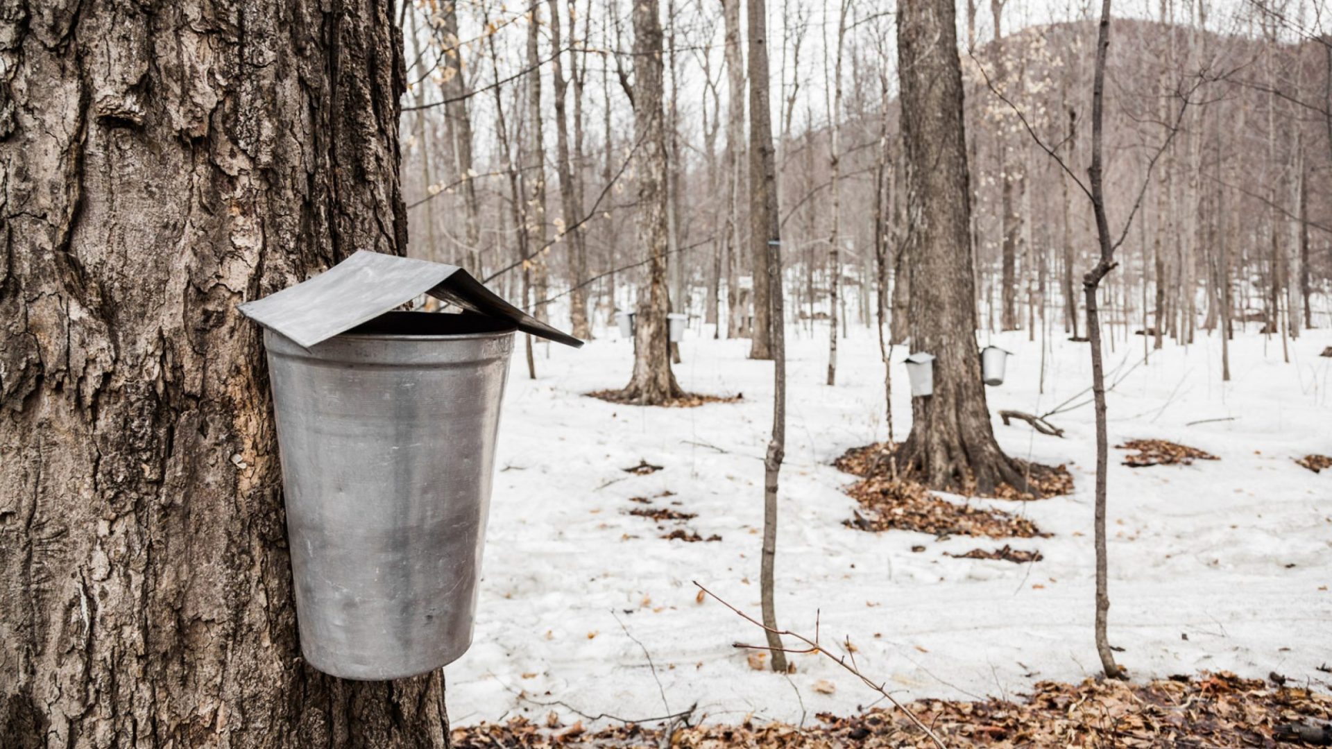 Sugar houses across New Hampshire the public Seacoast Oldies